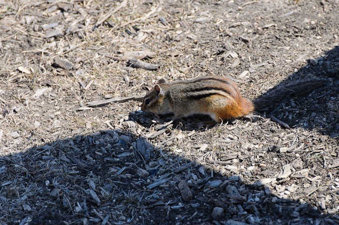 Chipmunk