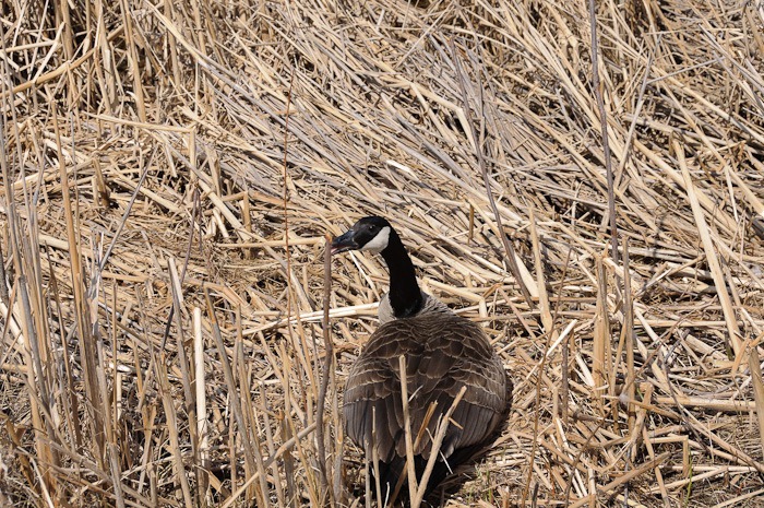 Mama goose