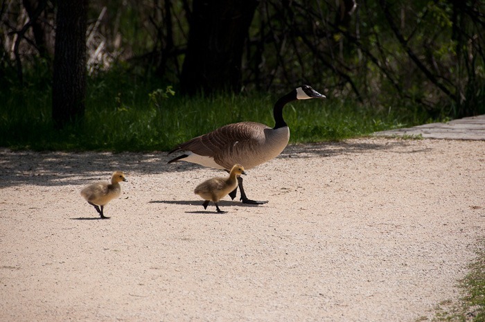 Clear? Cross the road!