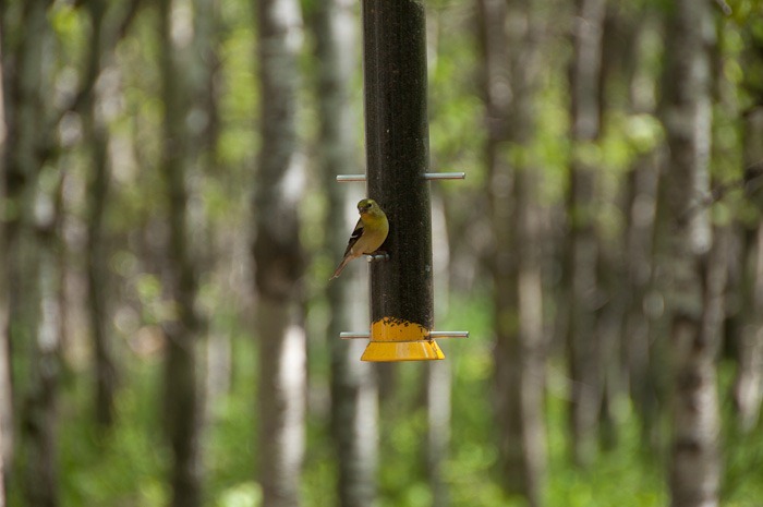 Female American Goldfinch