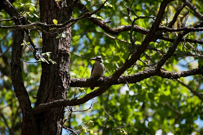 A distant cousin of Woody Woodpecker