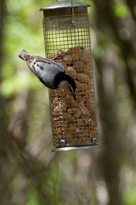 White Breasted Nuthatch