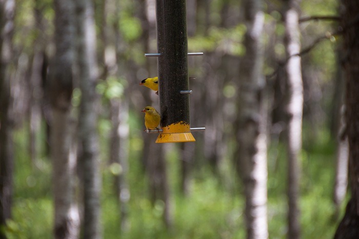 Male and Female American Goldfinch