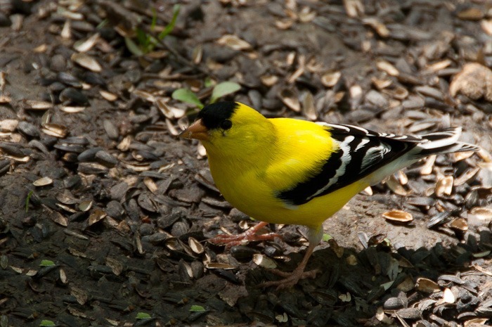 Male American Goldfinch