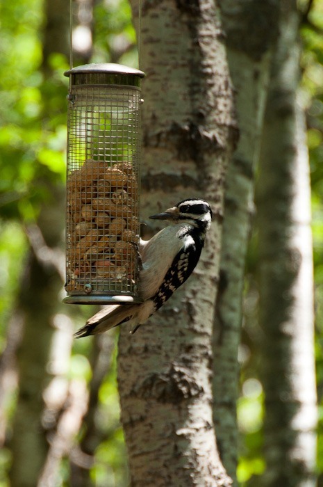 Even the woodpecker will not leave the feeder alone