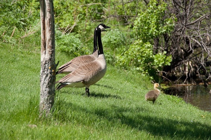 Jealously guarded by mom and dad