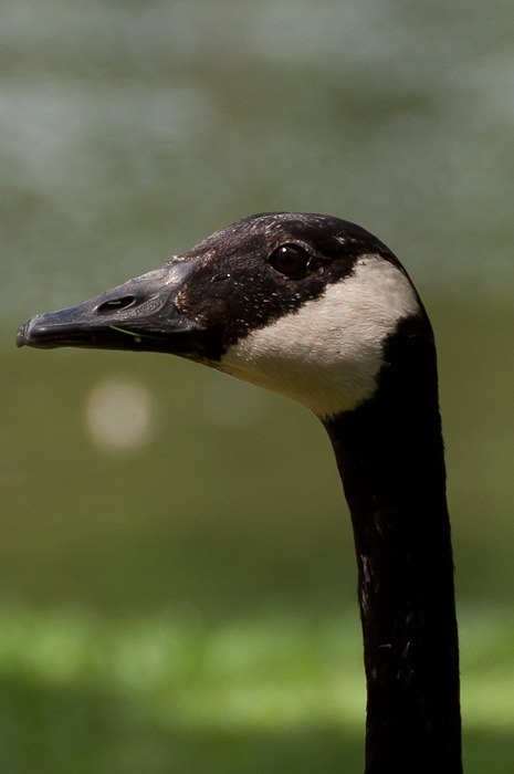 Mother goose, up close