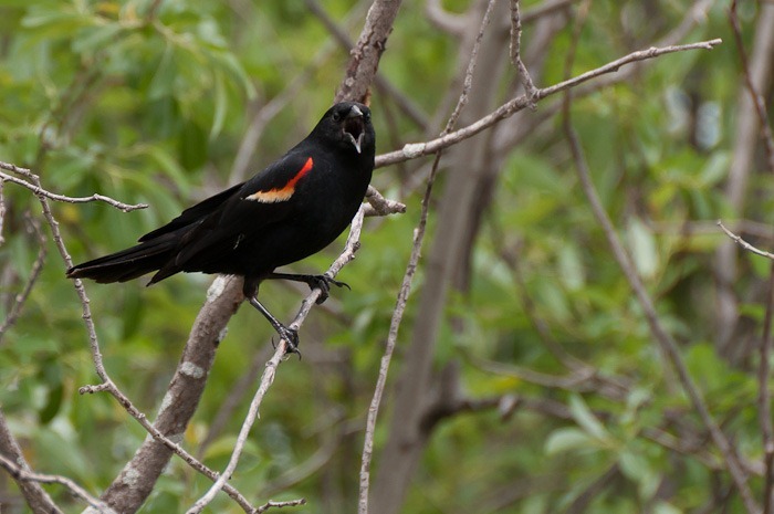 Red winged Blackbird